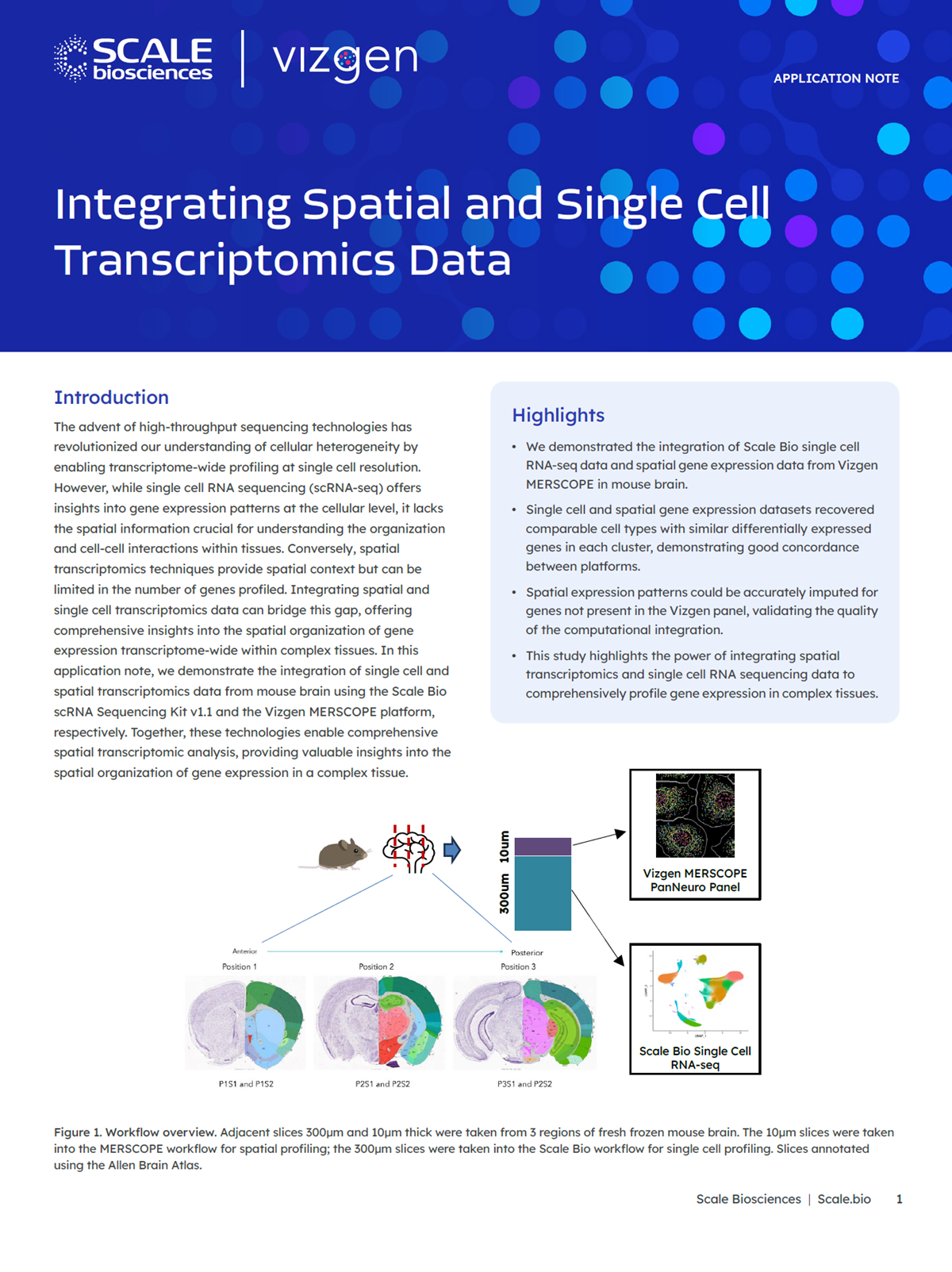 Thumbnail Application Note Scale Bio and Vizgen Integrating Spatial and Single Cell Transcriptomic Data